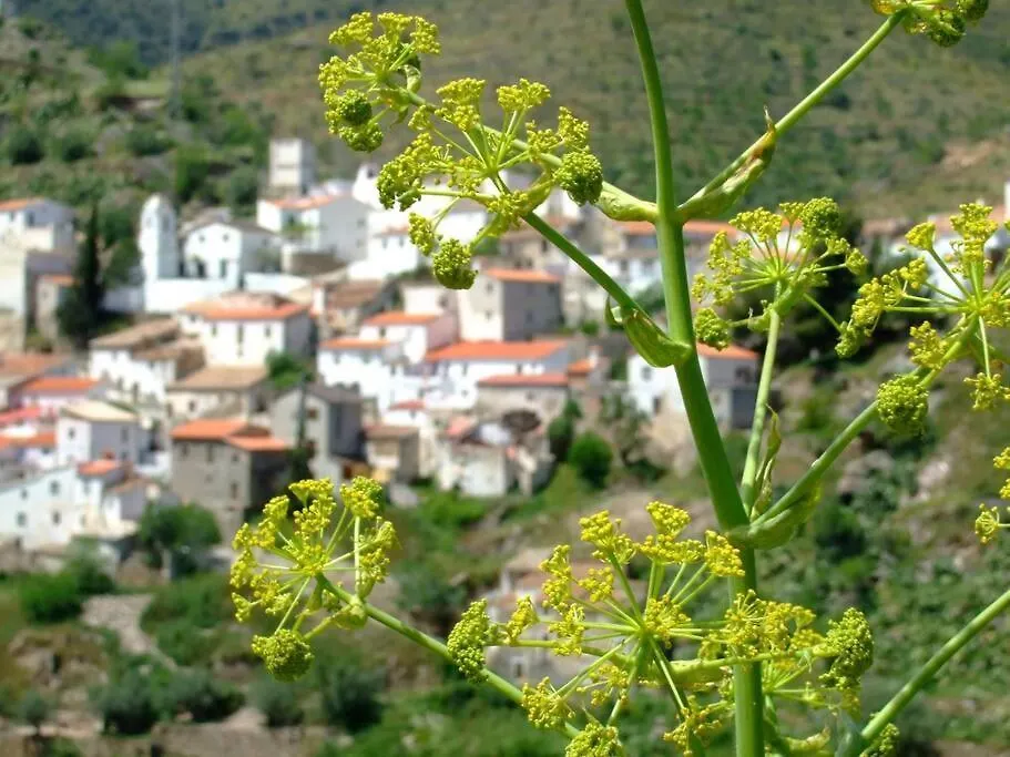 Villa El Marques, Magnifica Casa Rural Con Piscina Almeria